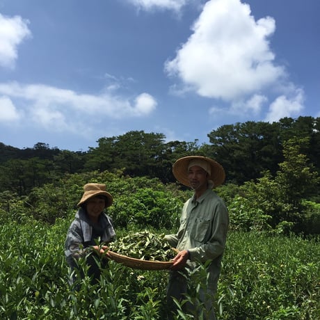 やんばる紅茶べにふうき2024 【手摘み】 15g