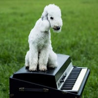 ayU tokiO 「犬にしても」 7inch+CD