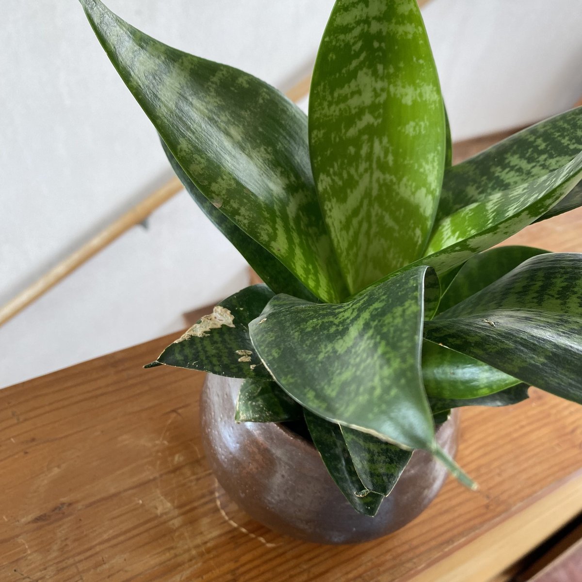 サンスベリア ハニー 大型｜ハイドロカルチャー | TAPUNOA by Yasuno