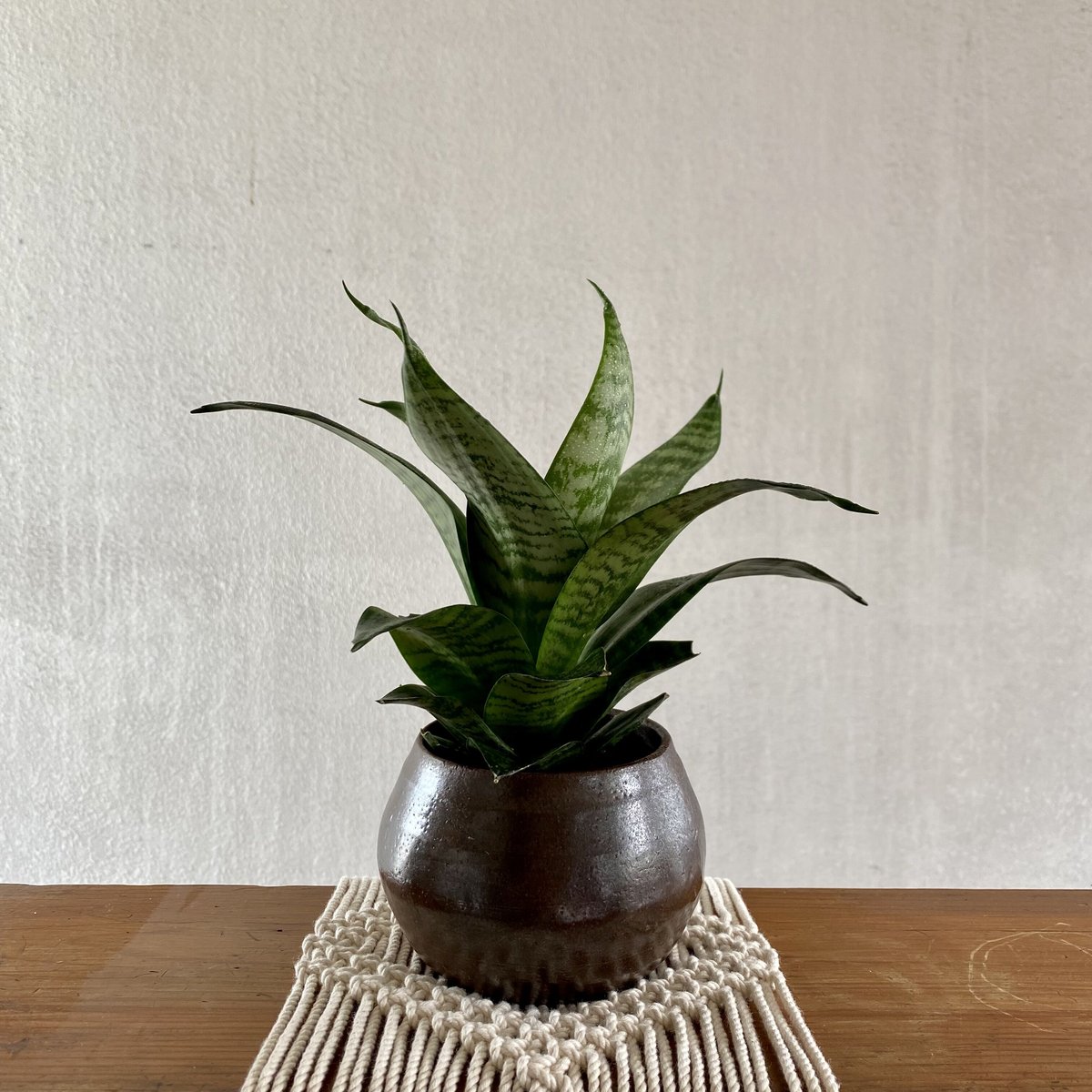 サンスベリア ハニー 大型｜ハイドロカルチャー | TAPUNOA by