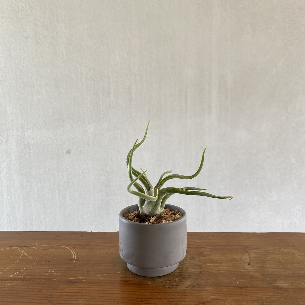 チランジア ベスト メドゥーサ クラス チランジア・カプトメデューサ・ジャイアントフォーム