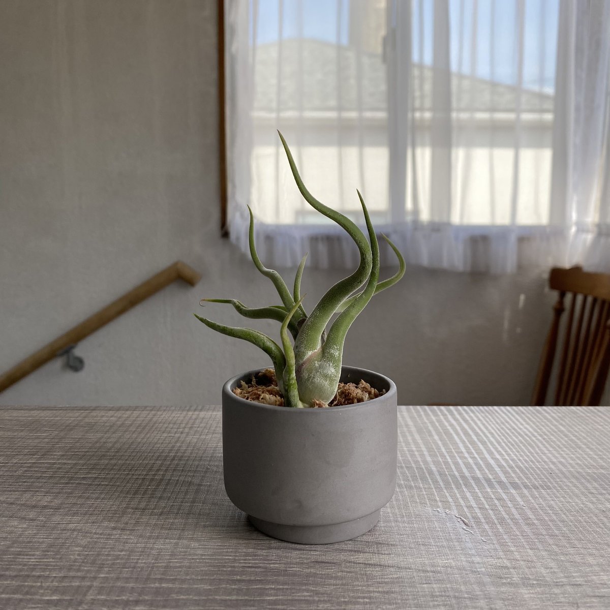 チランジア ベスト メドゥーサ クラス チランジア ベスト メドゥーサ クラス - メルカリ