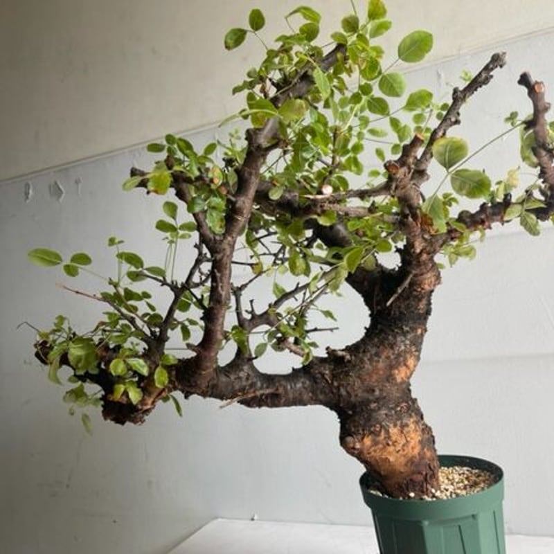 Commiphora boranensis コミフォラ ボラネンシス | Wild Fauna