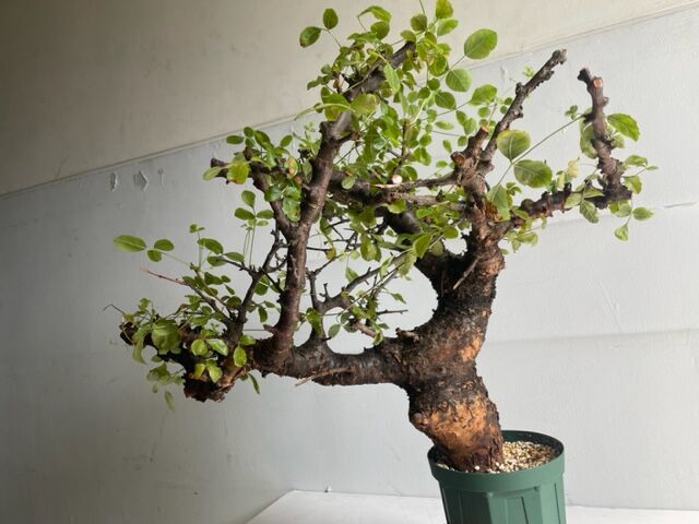も*ま様 コミフォラ ボラネンシス Commiphora Boranensis fit=scale-down,w=1200