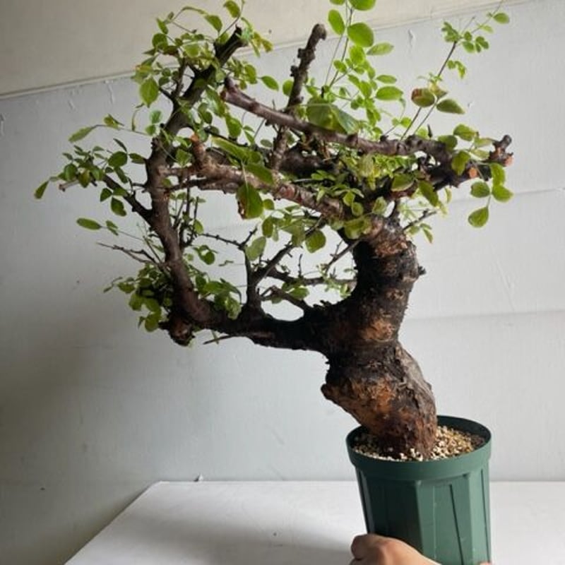 Commiphora boranensis コミフォラ ボラネンシス | Wild Fauna