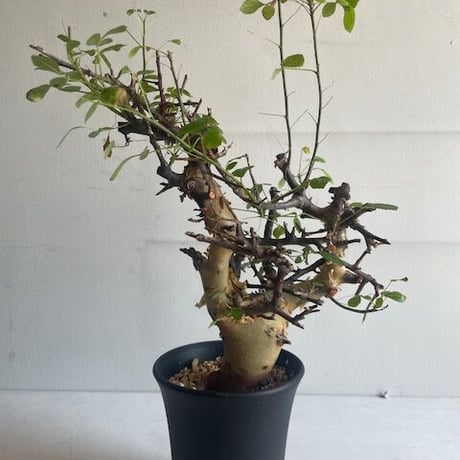 コミフォラカタフターカネンシス1