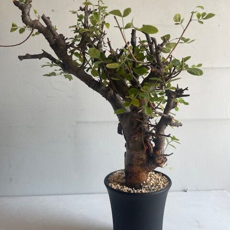 Commiphora boranensis コミフォラ ボラネンシス | Wild Fauna