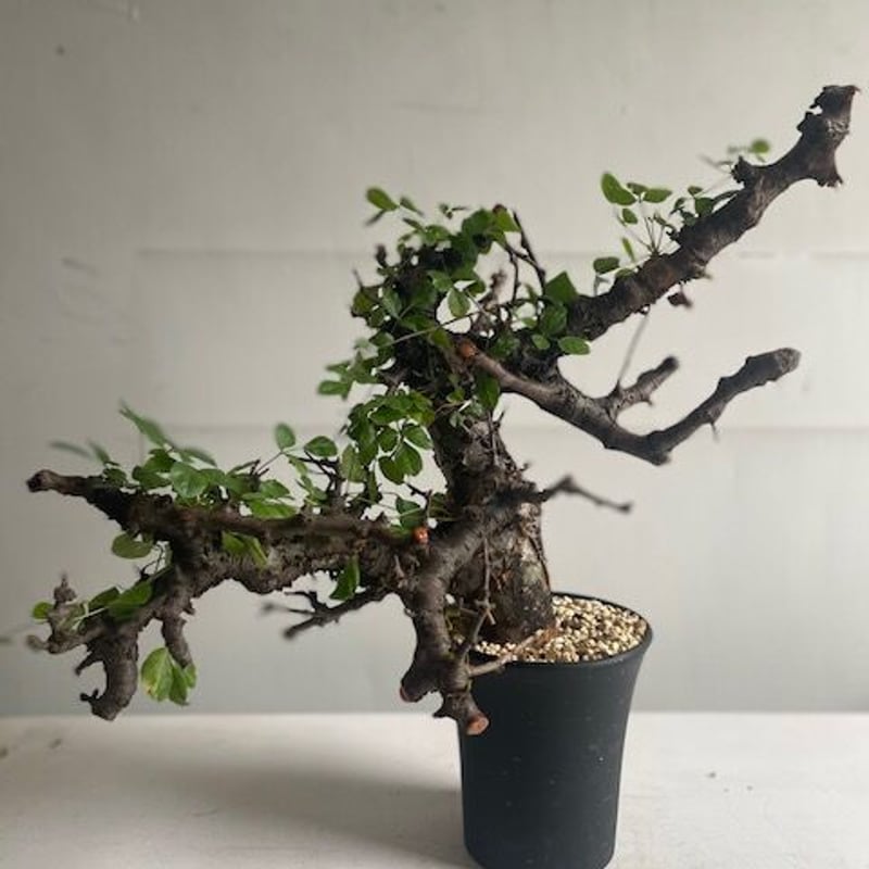 Commiphora boranensis コミフォラ ボラネンシス | Wild Fauna