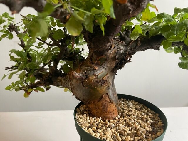 も*ま様 コミフォラ ボラネンシス Commiphora Boranensis Commiphora boranensis コミフォラ ボラネンシス | Wild Fauna