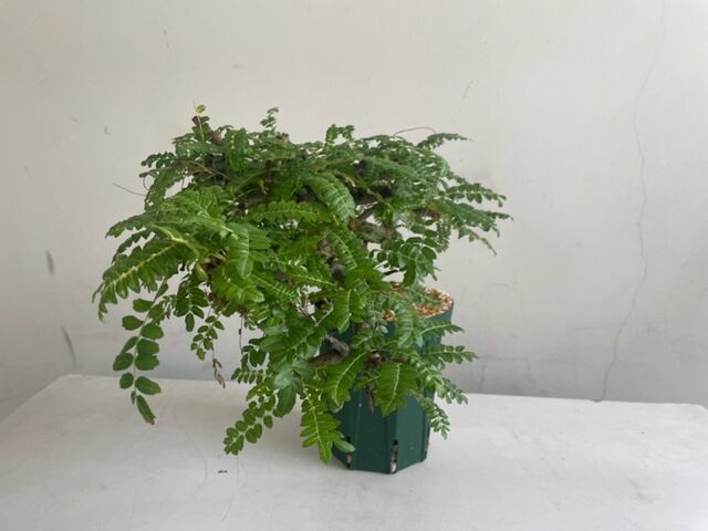 boswellia neglecta ボスウェリア ネグレクタ | Wild Fauna an