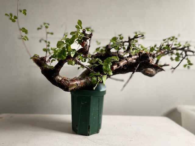 Commiphora boranensis コミフォラ ボラネンシス | Wild Fauna