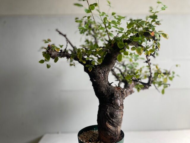 【どん兵衛】コミフォラ　ボラネンシス どん兵衛様専用】コミフォラ ボラネンシス - メルカリ