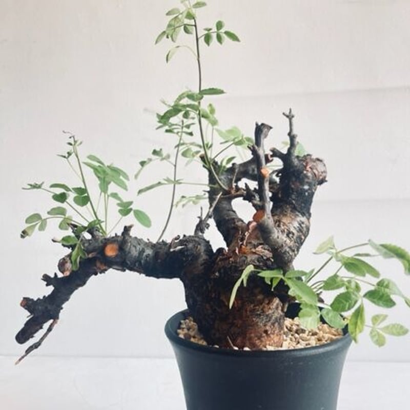 Commiphora boranensis コミフォラ ボラネンシス | Wild Fauna