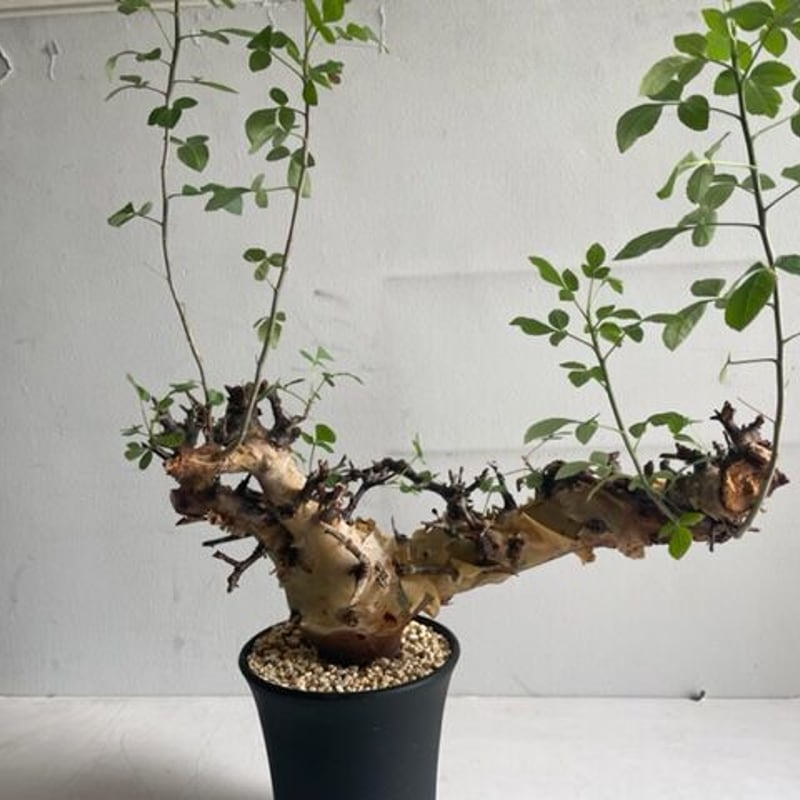 Commiphora kataf ver.turkanensis コミフォラ カタフターカネ