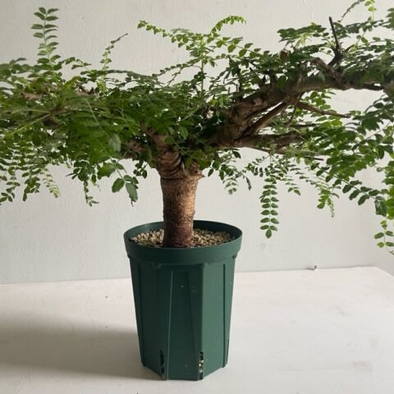 ボスウェリアネグレクタ★ナナホリダスコミフォラエイルモンストローサパキプスカタフ ボスウェリアネグレクタ☆ナナコミフォラエイルピュアカタフモンスト