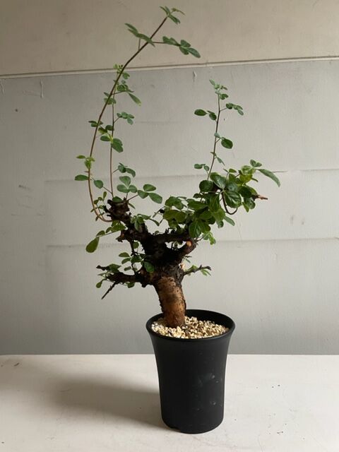 Commiphora boranensis コミフォラ ボラネンシス | Wild Fauna