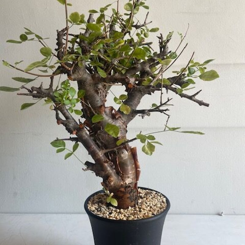 Commiphora boranensis コミフォラ ボラネンシス | Wild Fauna