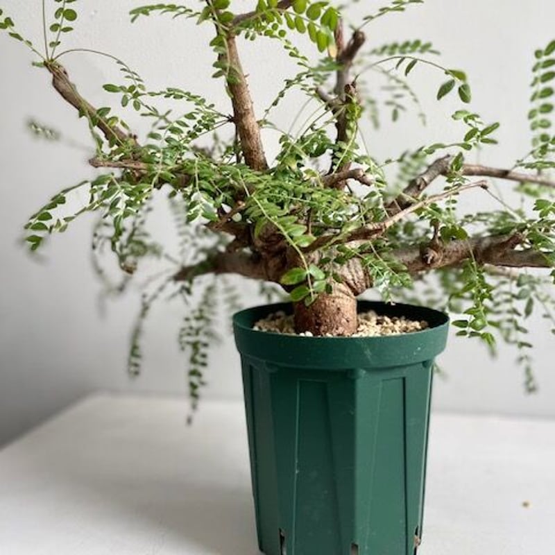 発根済み　ボスウェリアネグレクタ michi | ✴︎ Black Boswellia エチオピア産 黒肌ネグレクタ