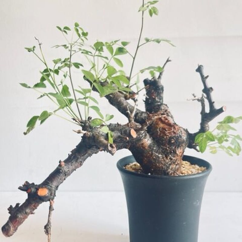 Commiphora boranensis コミフォラ ボラネンシス | Wild Fauna