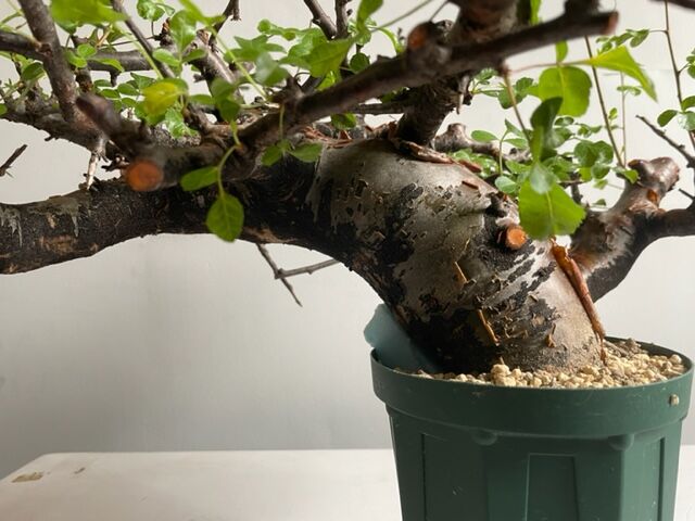 Commiphora boranensis コミフォラ ボラネンシス | Wild Fauna