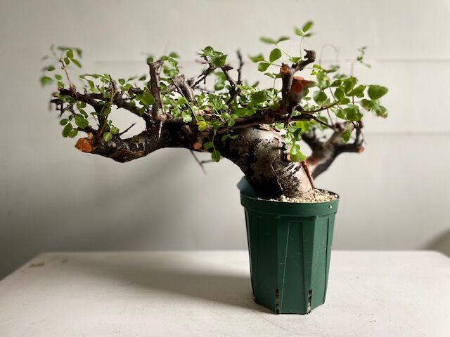Commiphora boranensis コミフォラ ボラネンシス | Wild Fauna