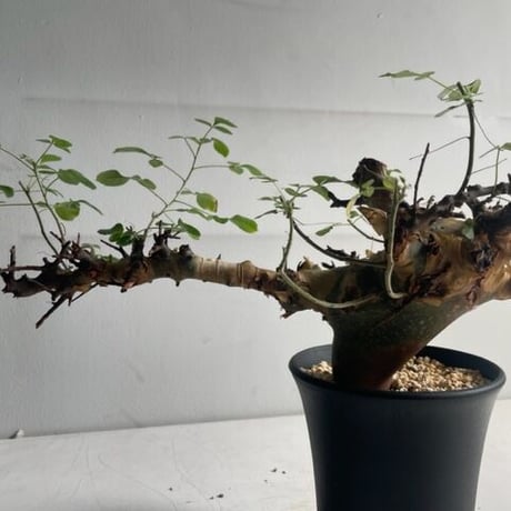 潅木系4株セット (バルサミフェラ、象の木、ネグレクタ、パキプス) K-2 潅木系4株セット (バルサミフェラ、象の木、ネグレクタ、パキプス) K-2