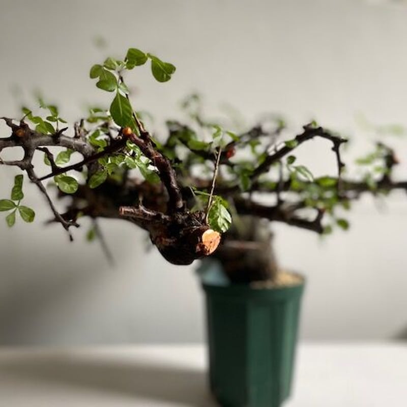 も*ま様 コミフォラ ボラネンシス Commiphora Boranensis Commiphora Boranensis コミフォラ ボラネンシス 発根済現地株