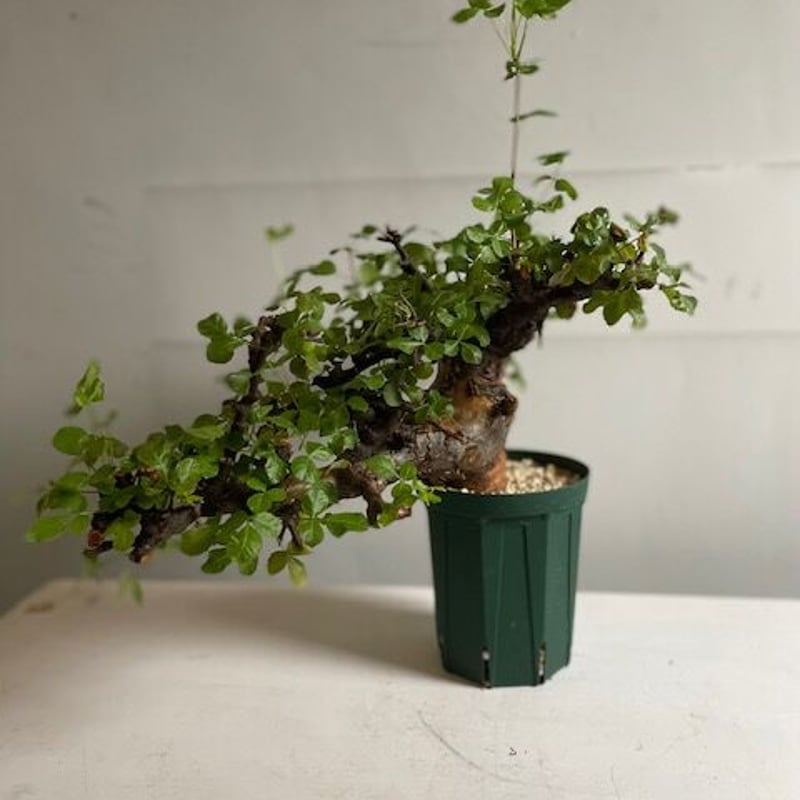 Commiphora boranensis コミフォラ ボラネンシス | Wild Fauna