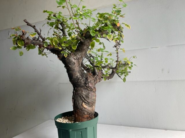 も*ま様 コミフォラ ボラネンシス Commiphora Boranensis Commiphora boranensis コミフォラ ボラネンシス | Wild Fauna