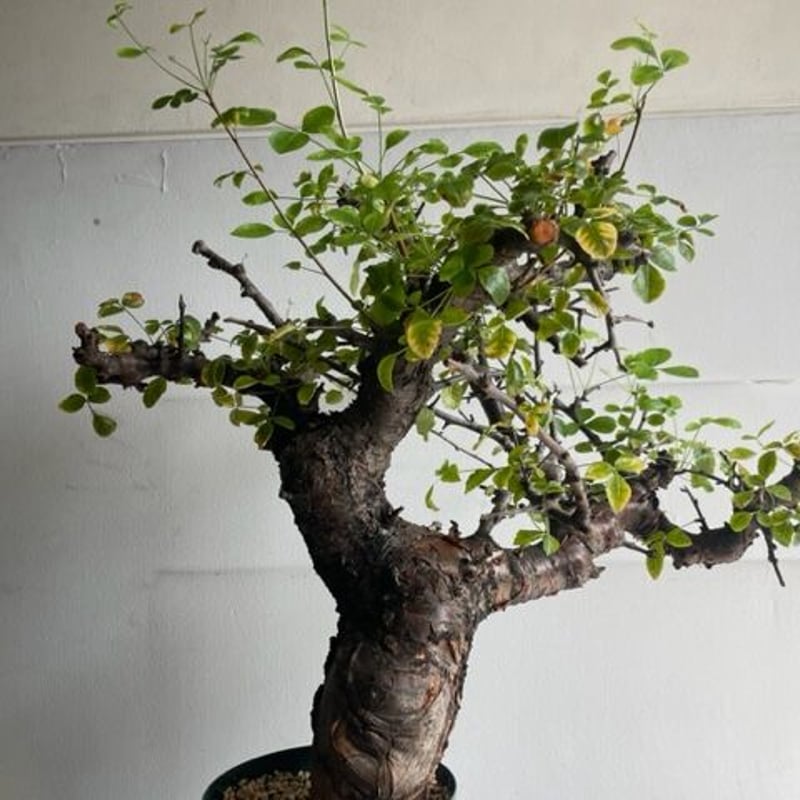 も*ま様 コミフォラ ボラネンシス Commiphora Boranensis Commiphora boranensis コミフォラ ボラネンシス | Wild Fauna