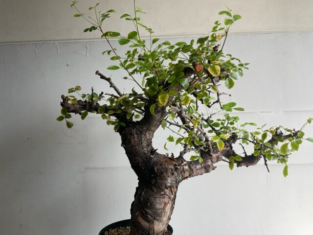 コミフォラ ボラネンシス コミフォラ ボラネンシス Commiphora boranensis #コミフォラボラネン