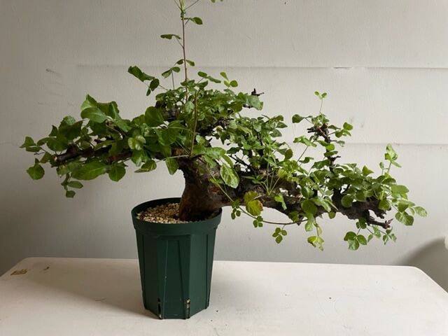 【にゃーは】コミフォラ ボラネンシス コミフォラ ボラネンシス 2 Commiphora boranensis | Mellow Yard