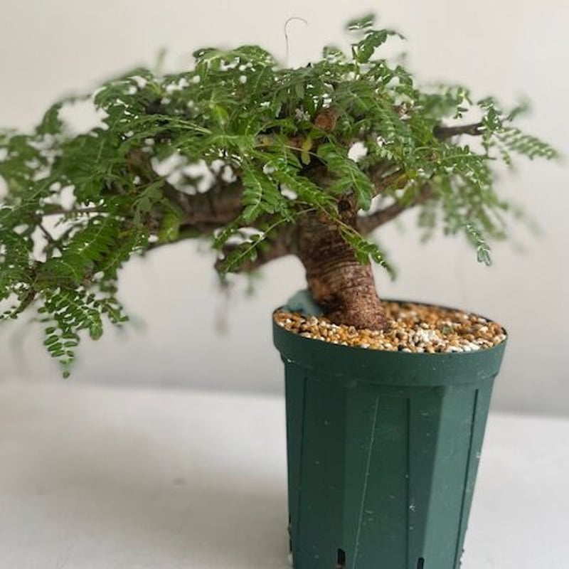 boswellia neglecta ボスウェリア ネグレクタ | Wild Fauna an