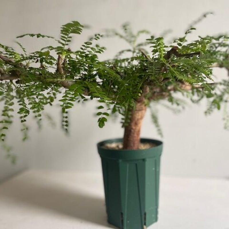 boswellia neglecta ボスウェリア ネグレクタ | Wild Fauna an