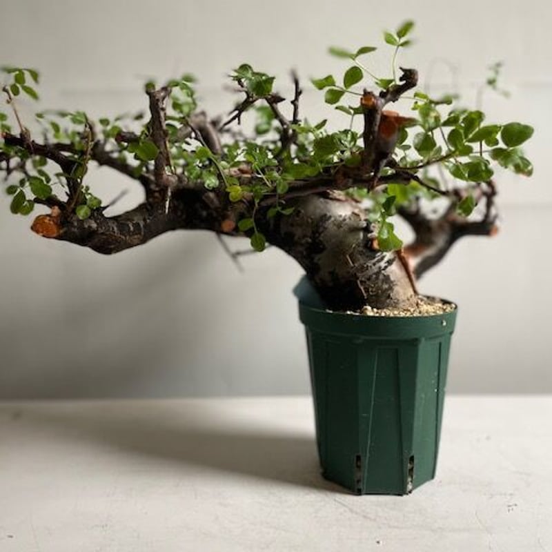 Commiphora boranensis コミフォラ ボラネンシス | Wild Fauna