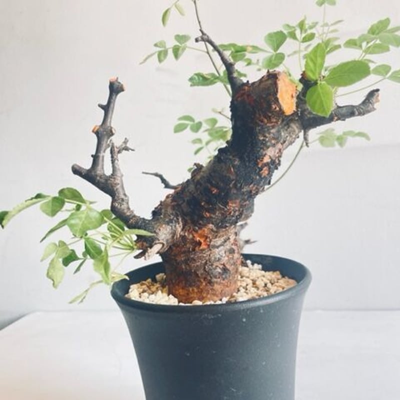 Commiphora boranensis コミフォラ ボラネンシス | Wild Fauna
