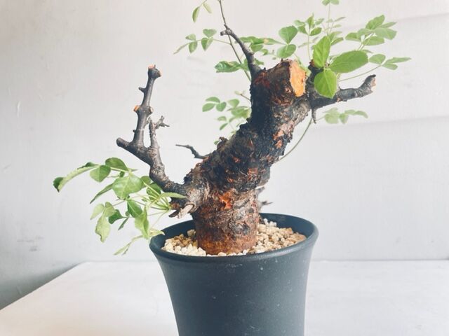 コミフォラ ボラネンシス 灌木 塊根植物