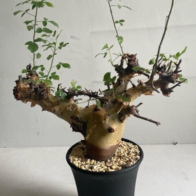 Commiphora kataf ver.turkanensis コミフォラ カタフターカネ