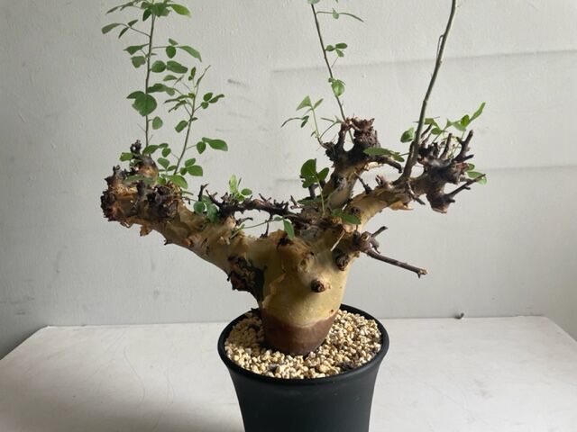 Commiphora kataf ver.turkanensis コミフォラ カタフターカネ