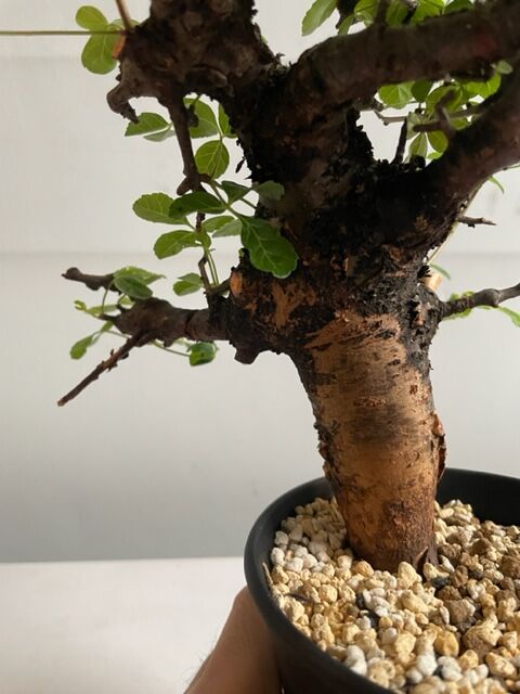 も*ま様 コミフォラ ボラネンシス Commiphora Boranensis コミフォラ・ボラネンシス「Commiphora boranensis」/ET1204 – Hachi-8