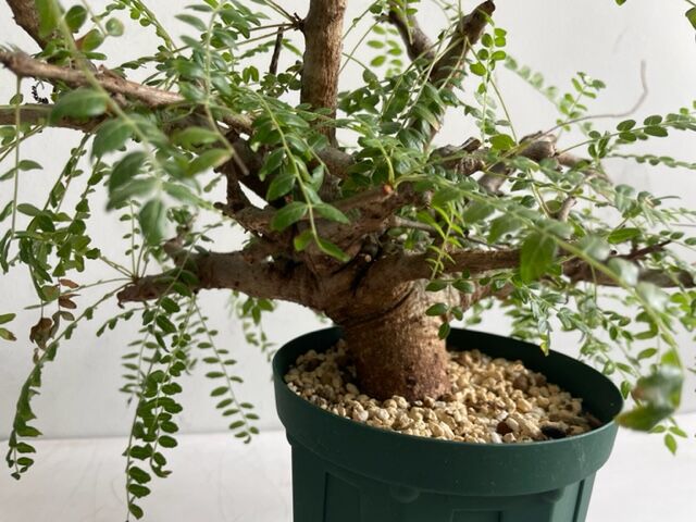 Boswellia neglecta ボスウェリアネグレクタ ボスウェリア ネグレクタ Boswellia neglecta 小鉢セット n