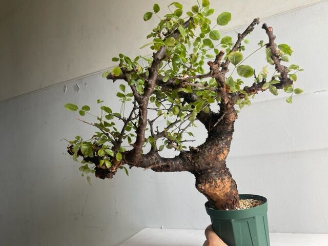 Commiphora boranensis コミフォラ ボラネンシス | Wild Fauna