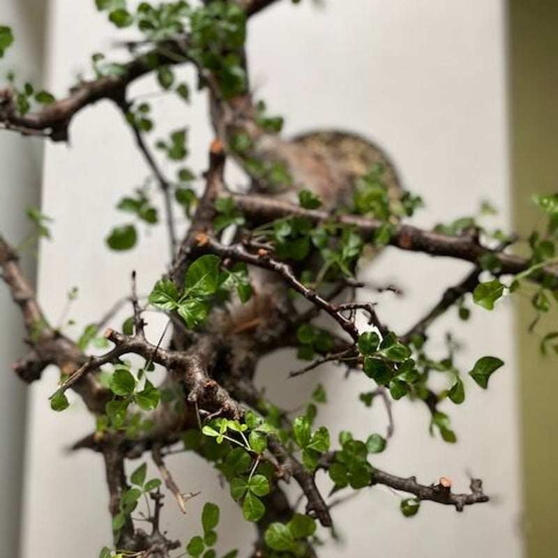 も*ま様 コミフォラ ボラネンシス Commiphora Boranensis Commiphora boranensis コミフォラ ボラネンシス | Wild Fauna