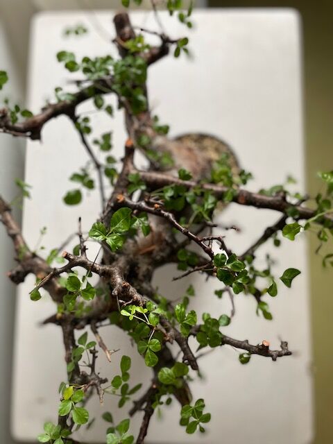 Commiphora boranensis コミフォラ ボラネンシス | Wild Fauna