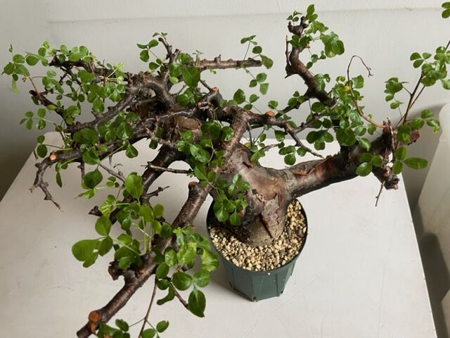 も*ま様 コミフォラ ボラネンシス Commiphora Boranensis Commiphora boranensis コミフォラ ボラネンシス | Wild Fauna