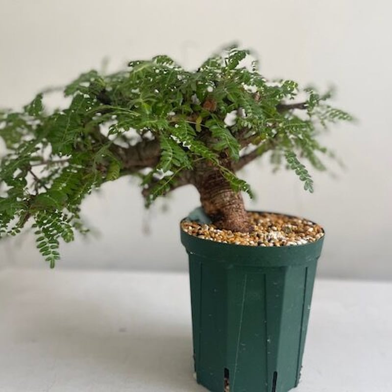 boswellia neglecta ボスウェリア ネグレクタ | Wild Fauna an