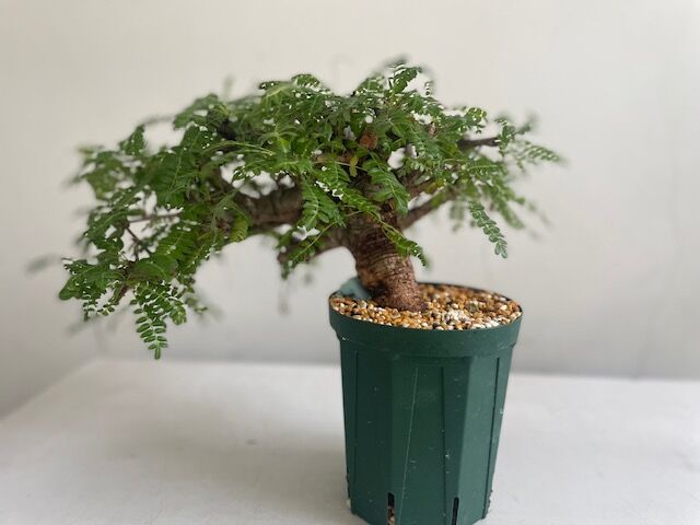 boswellia neglecta ボスウェリア ネグレクタ | Wild Fauna an