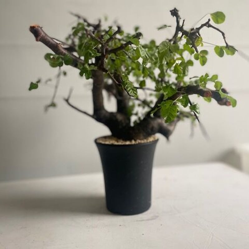 Commiphora boranensis コミフォラ ボラネンシス | Wild Fauna