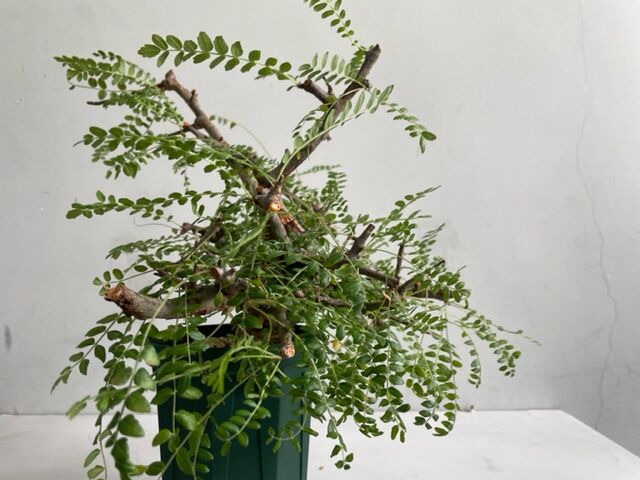 ボスウェリアネグレクタ☆コミフォラモンストローサエイルピュアカタ