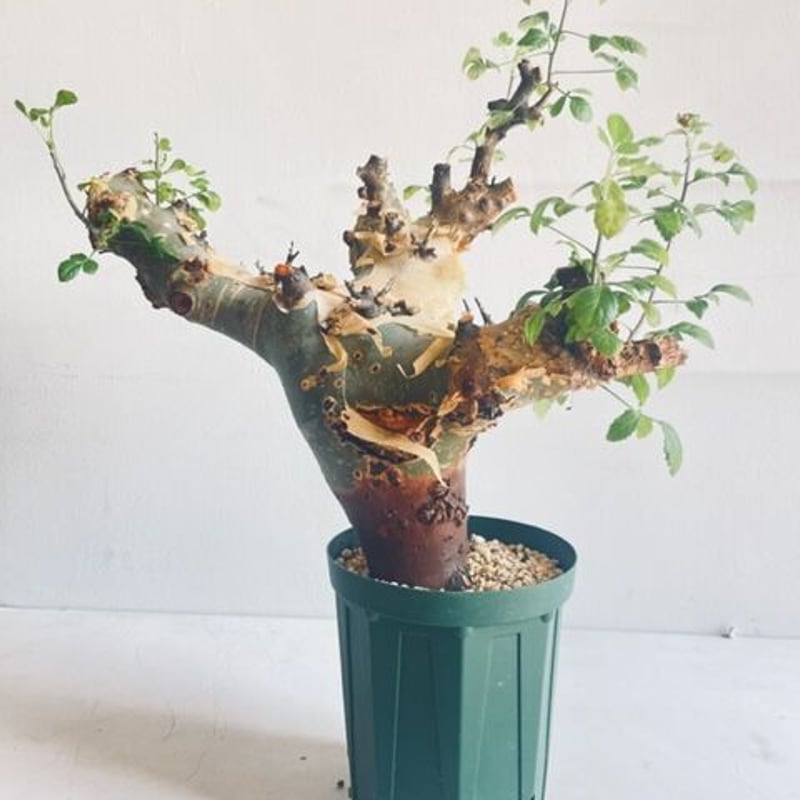 Commiphora kataf ver.turkanensis コミフォラ カタフターカネ
